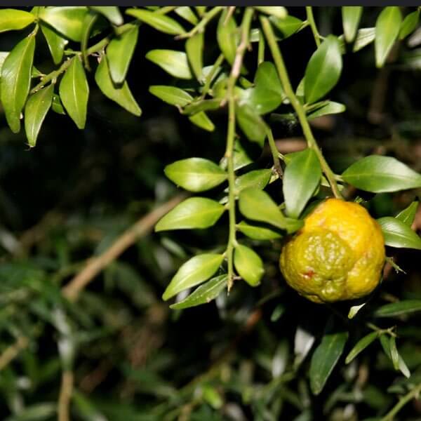 Australian Round Lime Seeds
