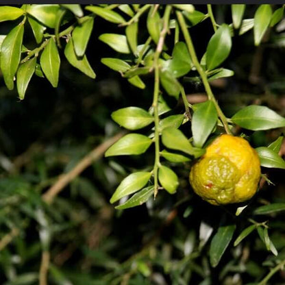 Australian Round Lime Seeds