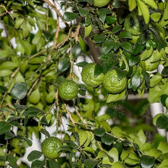 Australian Round Lime Seeds