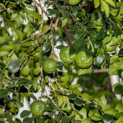 Australian Round Lime Seeds
