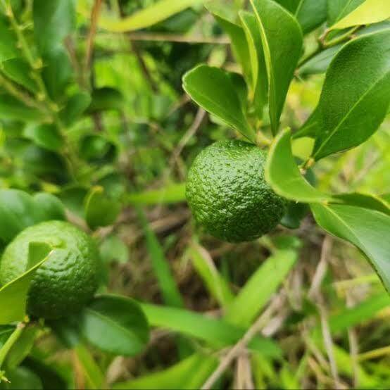 Australian Round Lime Seeds