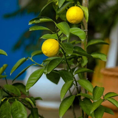 Australian Round Lime Seeds