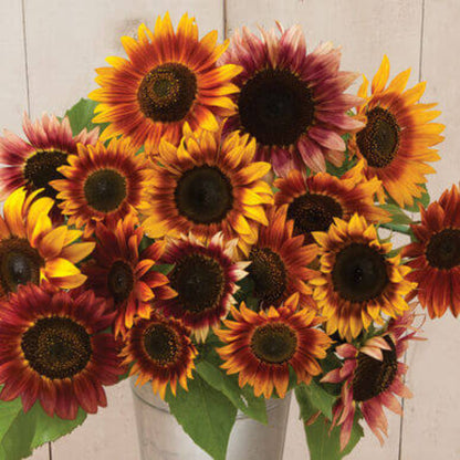 Autumn Beauty Sunflower Seeds - Flower Plant