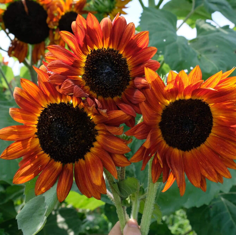 Autumn Beauty Sunflower Seeds - Flower Plant
