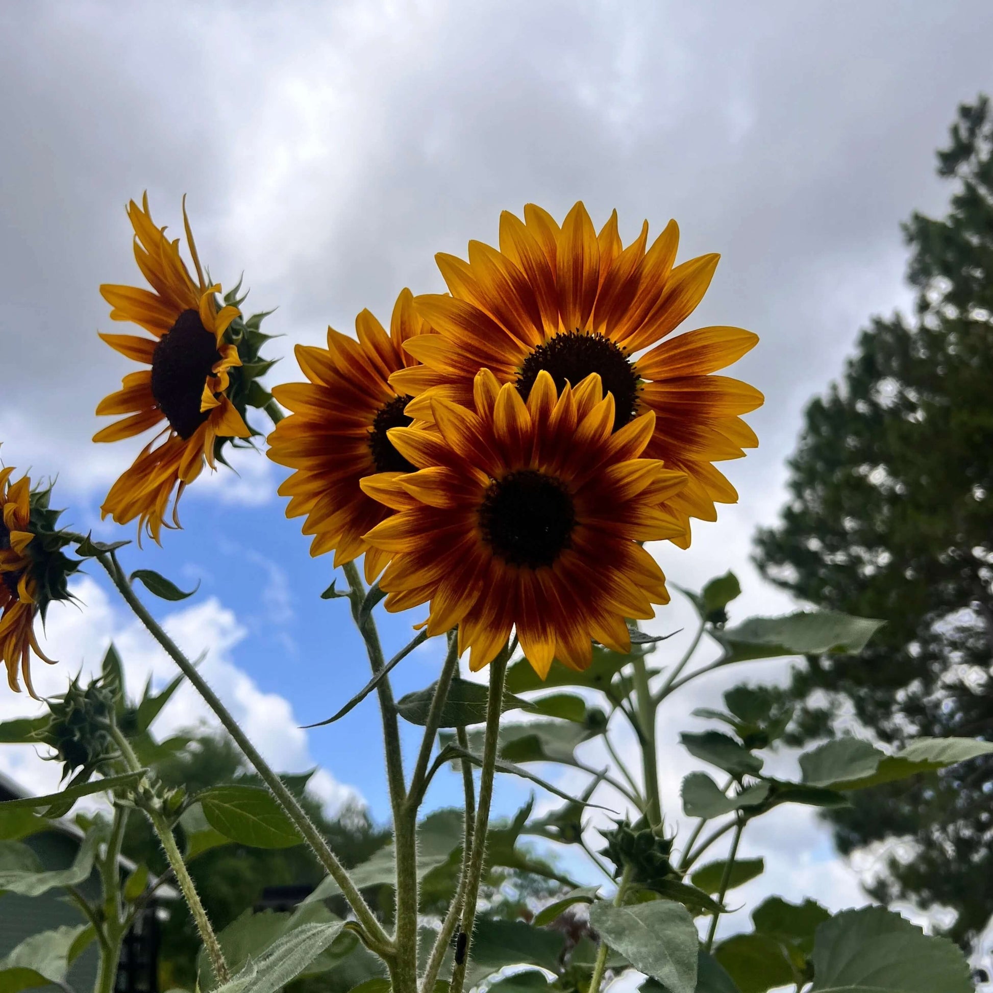Autumn Beauty Sunflower Seeds - Flower Plant