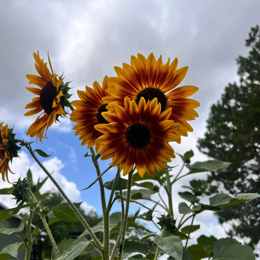 Autumn Beauty Sunflower Seeds - Flower Plant