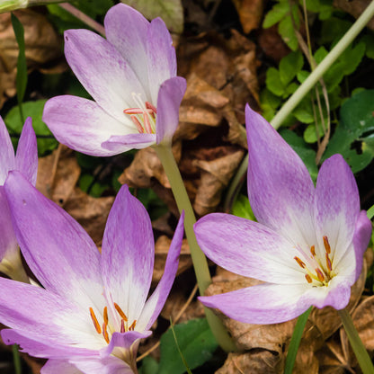 Autumn Crocus Seeds - Heirloom Flower Plant for Home Gardens
