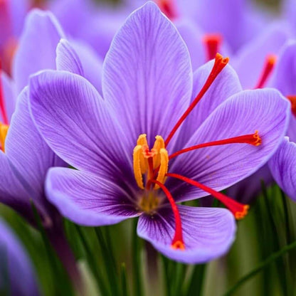 Autumn Crocus Seeds - Heirloom Flower Plant for Home Gardens