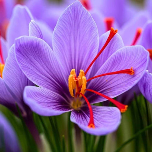 Autumn Crocus Seeds - Heirloom Flower Plant for Home Gardens