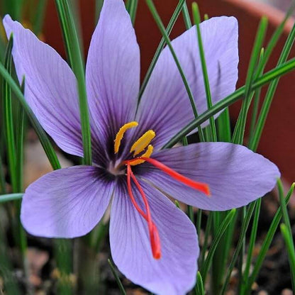 Autumn Crocus Seeds - Heirloom Flower Plant for Home Gardens