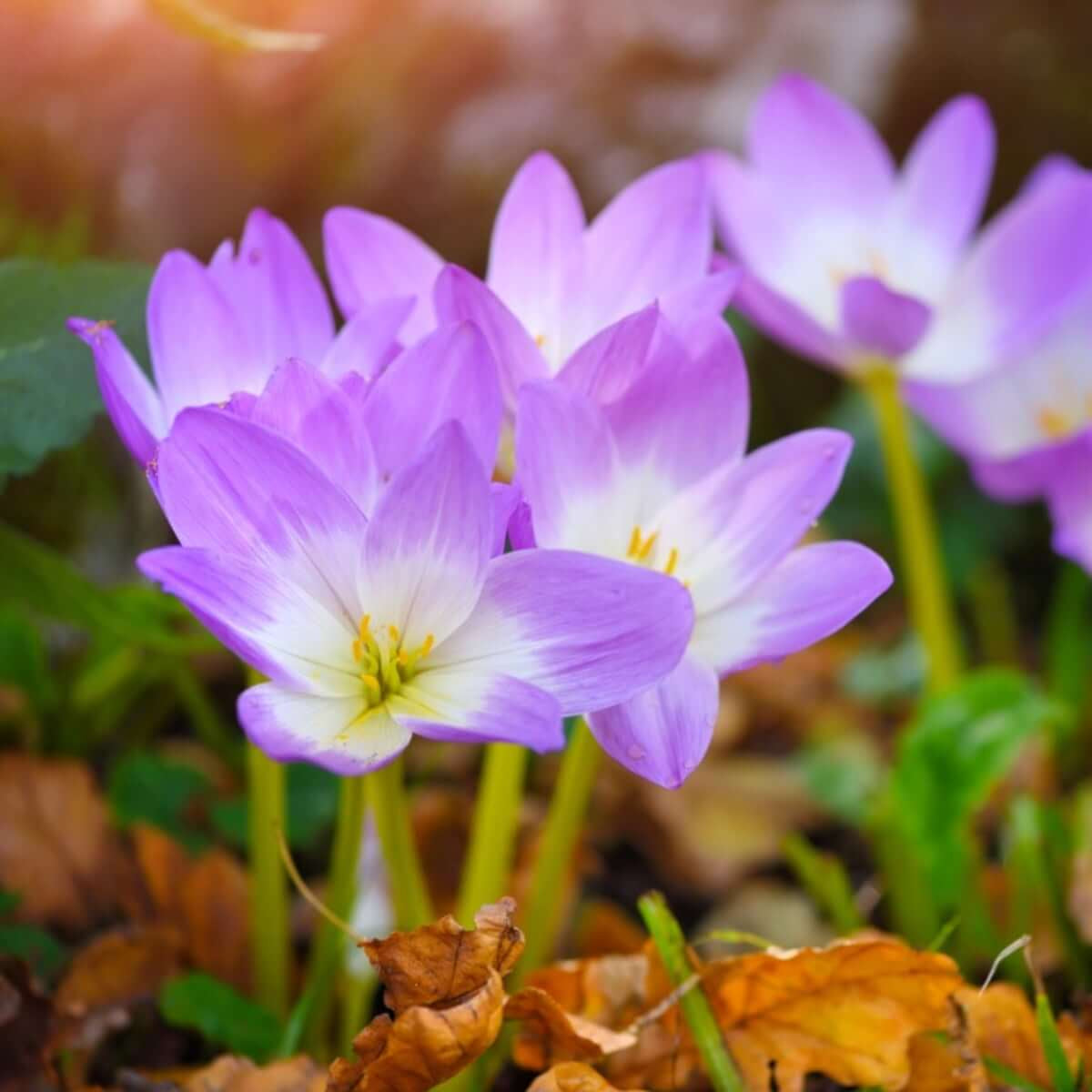 Autumn Crocus Seeds - Heirloom Flower Plant for Home Gardens