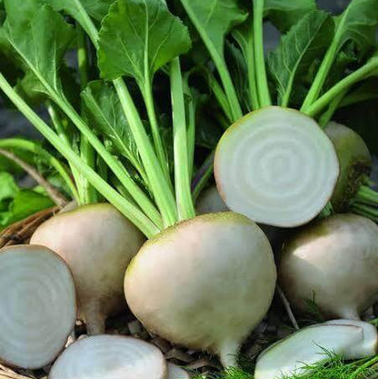 Avalanche Beet Seeds
