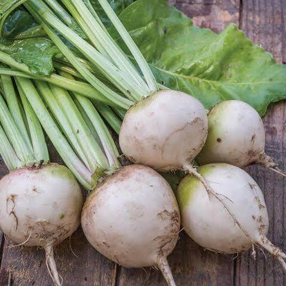 Avalanche Beet Seeds