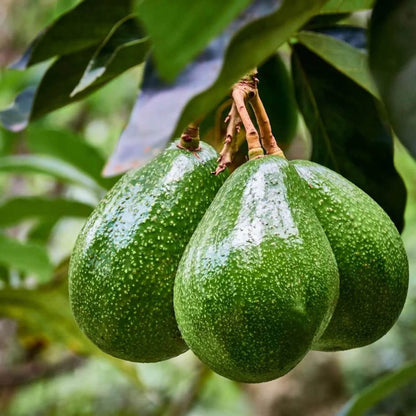 Avocados seeds - Fruit Plant for Home Gardens