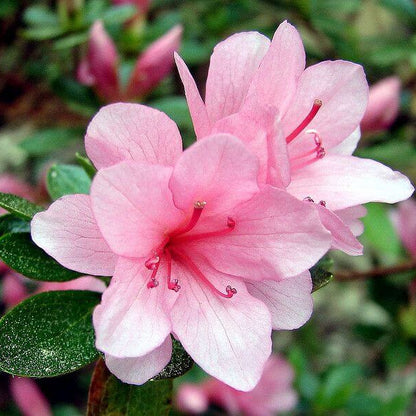 Azalea Seeds - Flower Plant