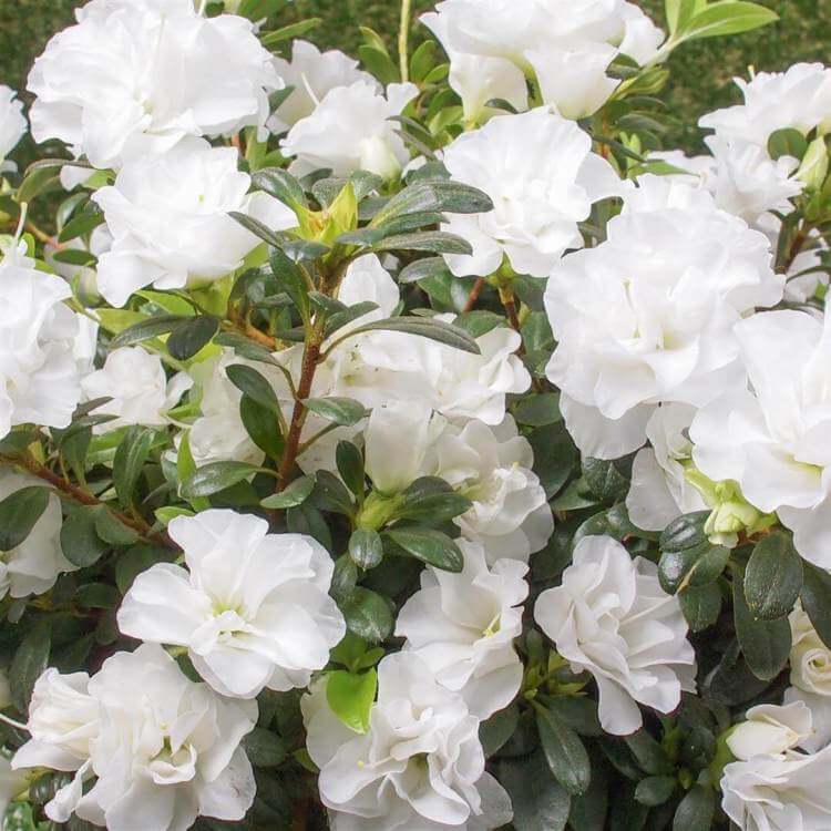 Azalea Seeds - Flower Plant