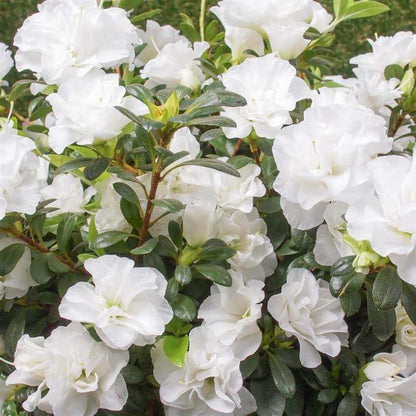 Azalea Seeds - Flower Plant