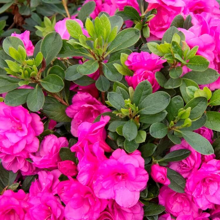 Azalea Seeds - Flower Plant