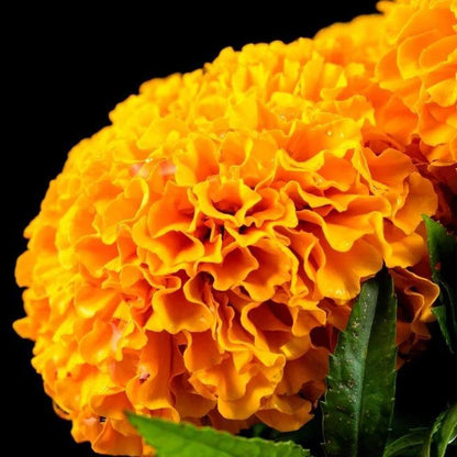 Aztec Marigold Seeds - Heirloom Flower Plant for Home Gardens