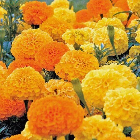 Aztec Marigold Seeds - Heirloom Flower Plant for Home Gardens
