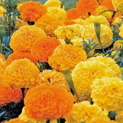 Aztec Marigold Seeds - Heirloom Flower Plant for Home Gardens