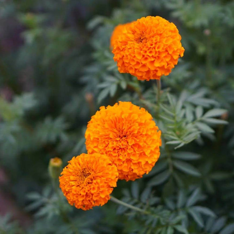 Aztec Marigold Seeds - Heirloom Flower Plant for Home Gardens