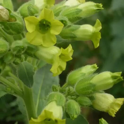 Aztec Tobacco Seeds