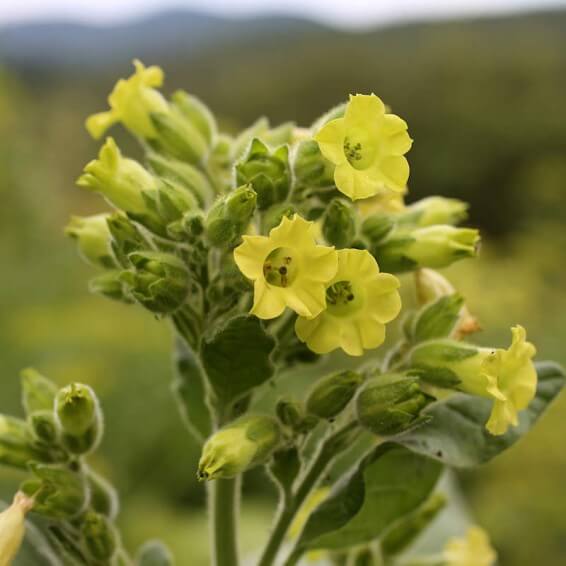 Aztec Tobacco Seeds