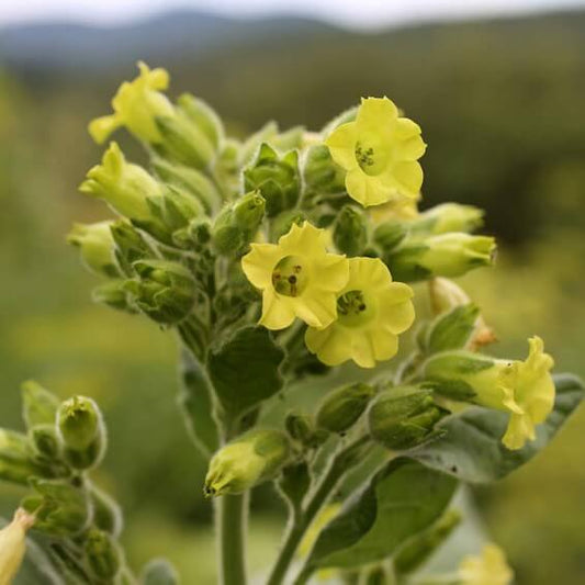 Aztec Tobacco Seeds