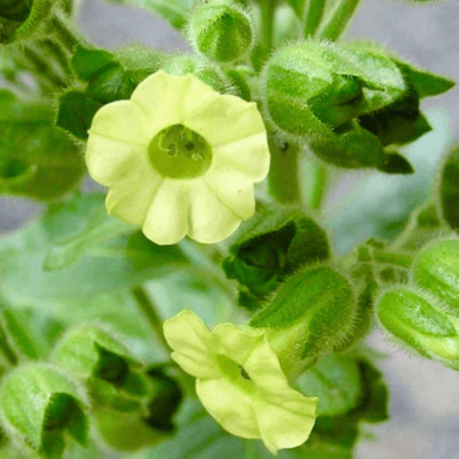 Aztec Tobacco Seeds