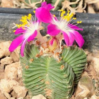 Aztekium Valdezii seeds - All in one for home gardens