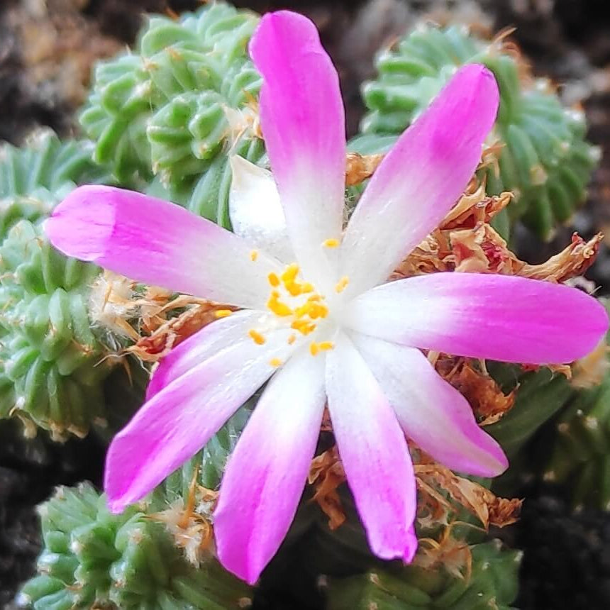 Aztekium Valdezii seeds - Flower Plant