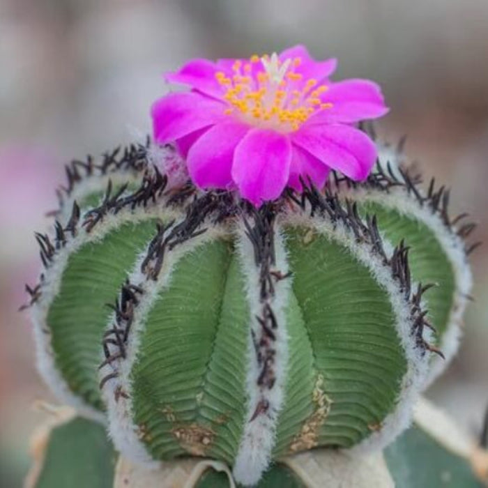 Aztekium Valdezii seeds - Flower Plant