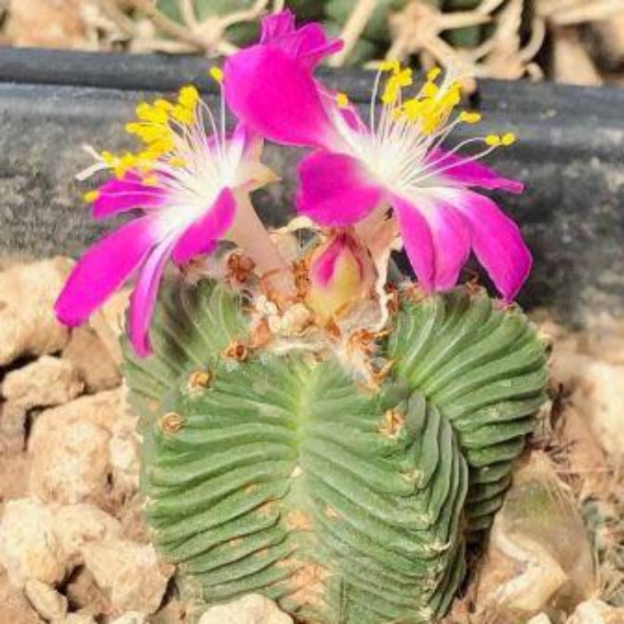 Aztekium Valdezii seeds - Flower Plant