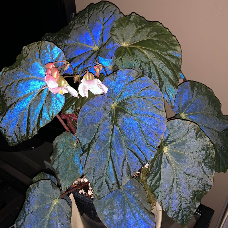 Azules Begonia Seeds