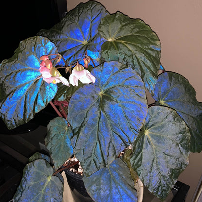 Azules Begonia Seeds