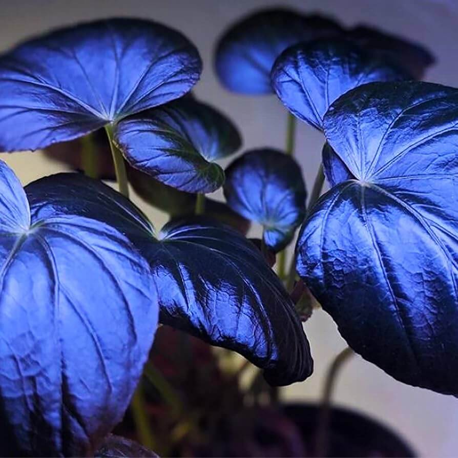 Azules Begonia Seeds