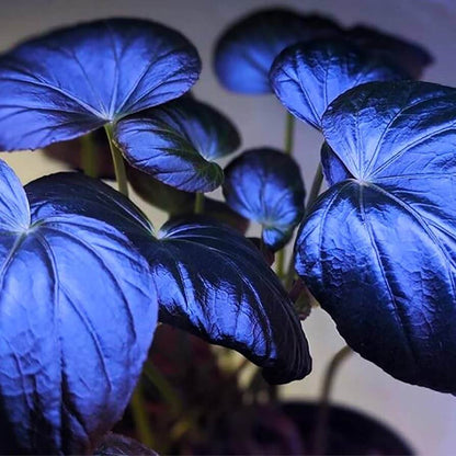 Azules Begonia Seeds