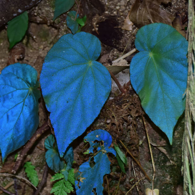 Azules Begonia Seeds