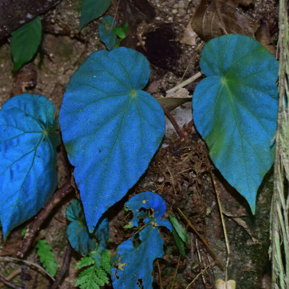 Azules Begonia Seeds