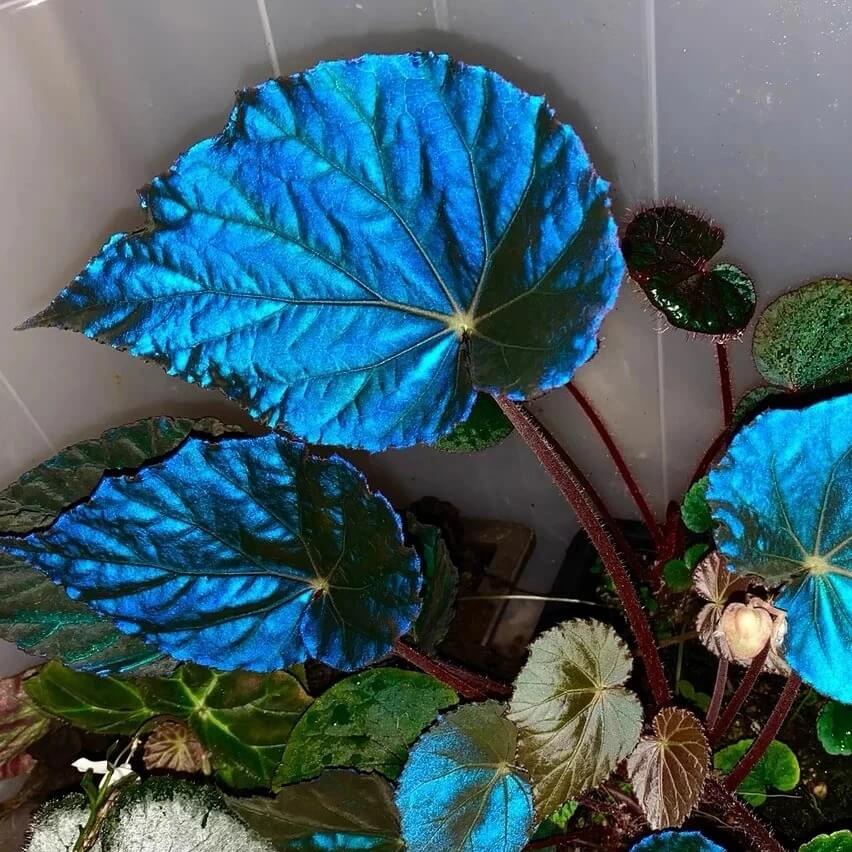 Azules Begonia Seeds