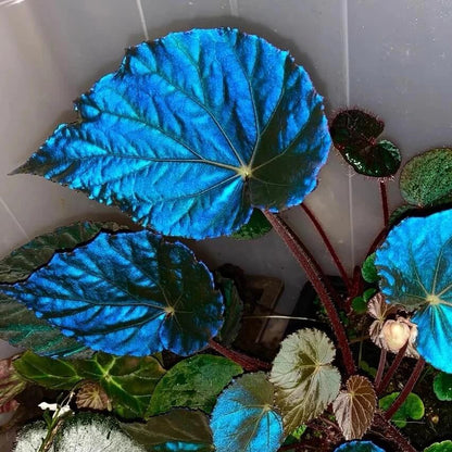 Azules Begonia Seeds
