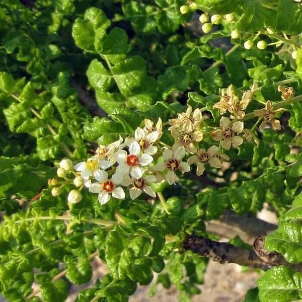Boswellia Sacra Seeds