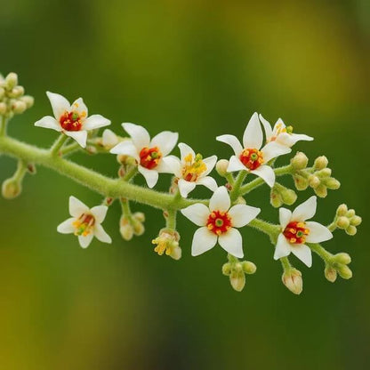 Boswellia Sacra Seeds - Flower Plant