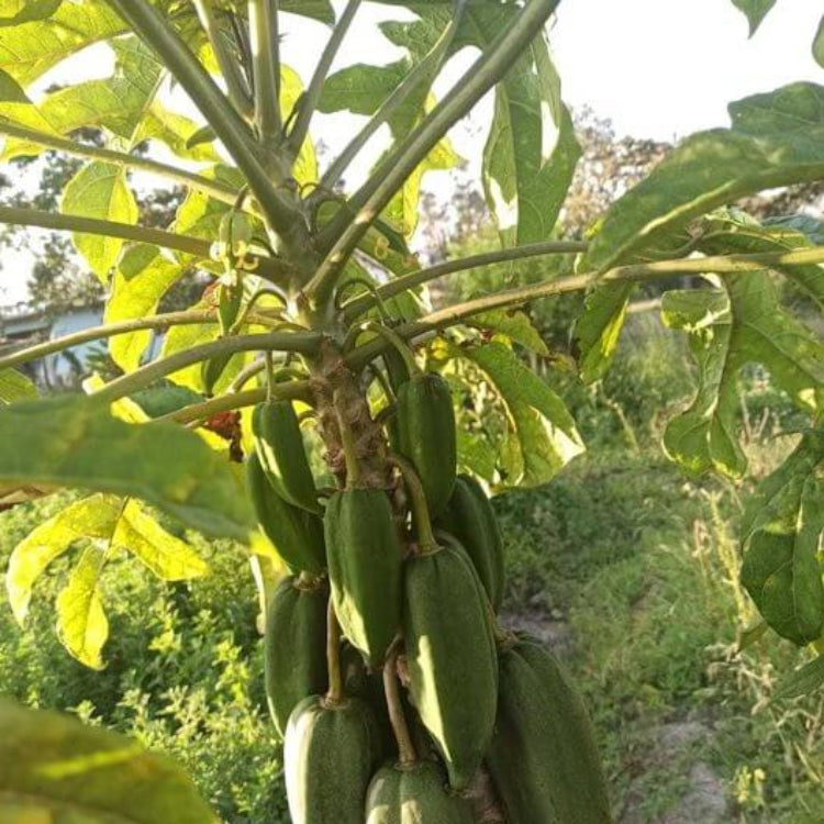 Babaco Seeds - Heirloom Fruit Plant for Home Gardens
