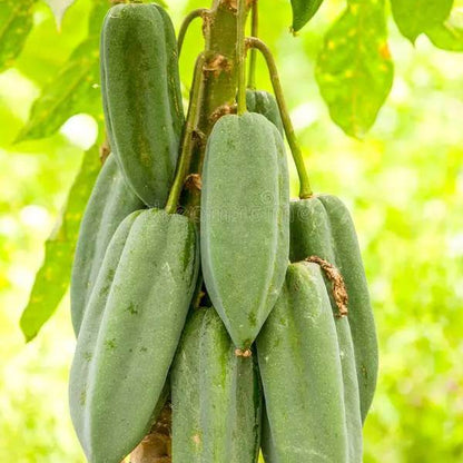 Babaco Seeds - Heirloom Fruit Plant for Home Gardens