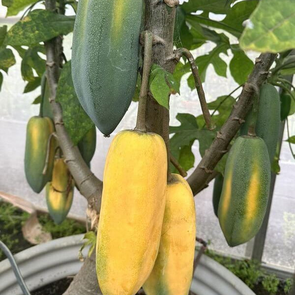 Babaco Seeds - Heirloom Fruit Plant for Home Gardens