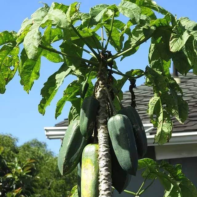 Babaco Seeds - Heirloom Fruit Plant for Home Gardens