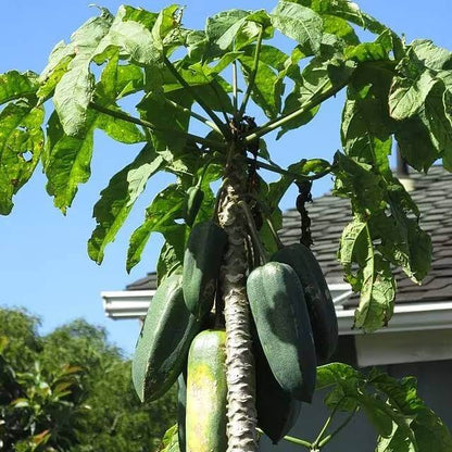Babaco Seeds - Heirloom Fruit Plant for Home Gardens