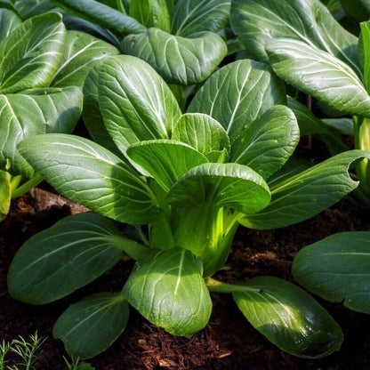 Baby Bok Choy Seeds - Heirloom Vegetable Plant for Home Gardens